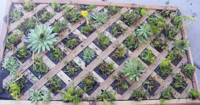 Isn't She Crafty: A hanging garden