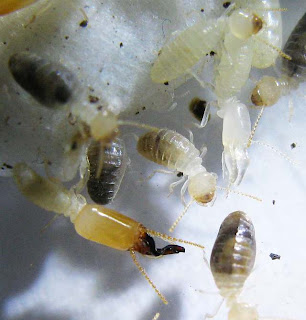 Workers, nymphs and a soldier of Dicuspiditermes nemorosus