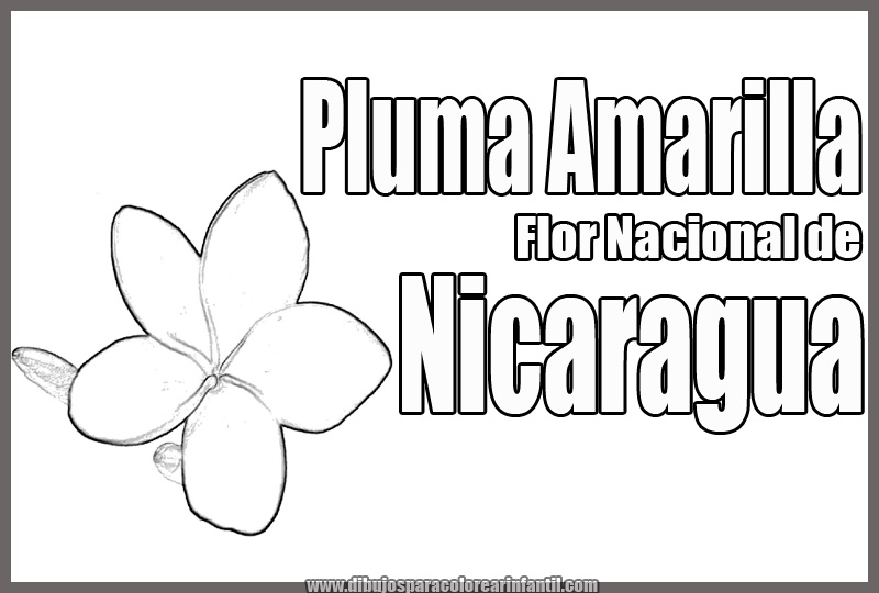 Flor Nacional De Nicaragua Para Colorear Flor Nacional De Nicaragua Para Colorear