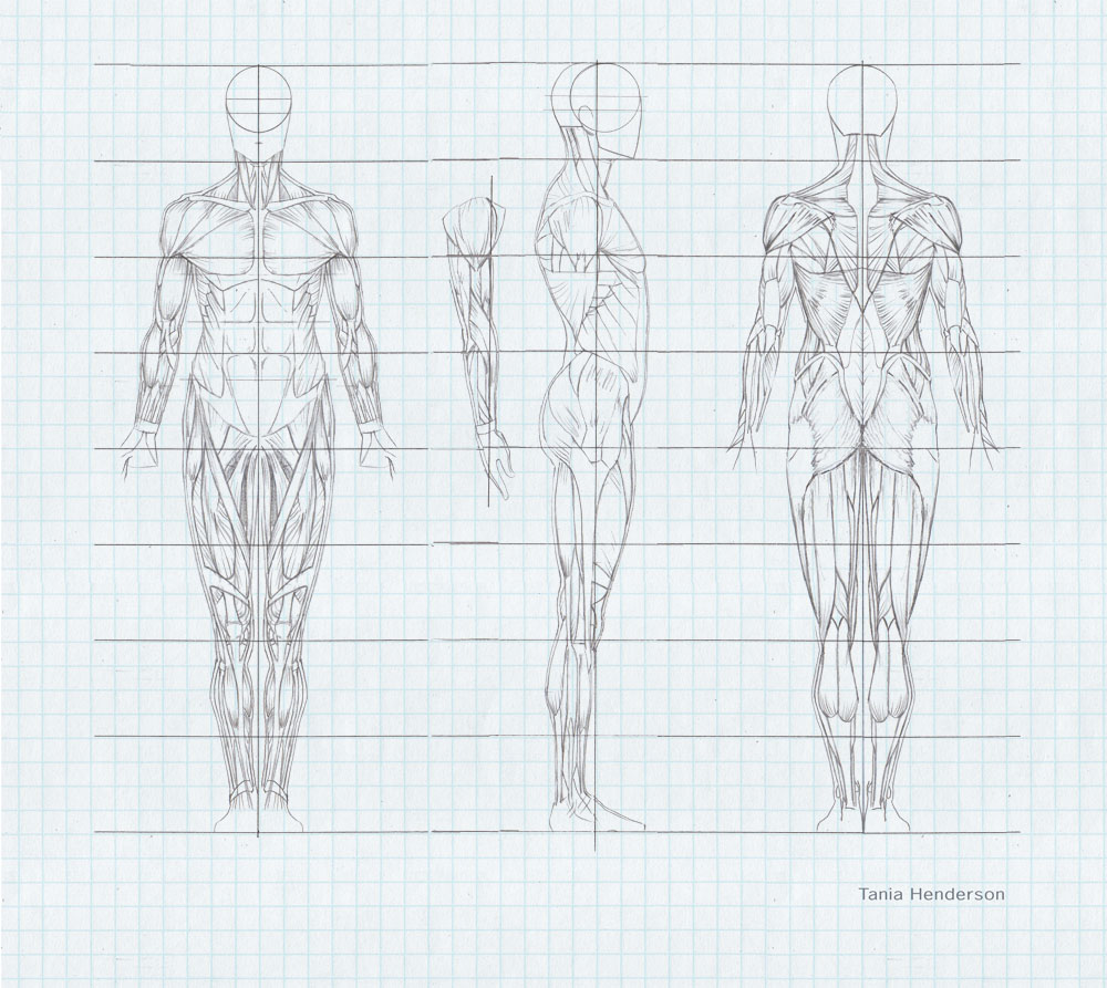 Draw Speak: Anatomy Diagrams