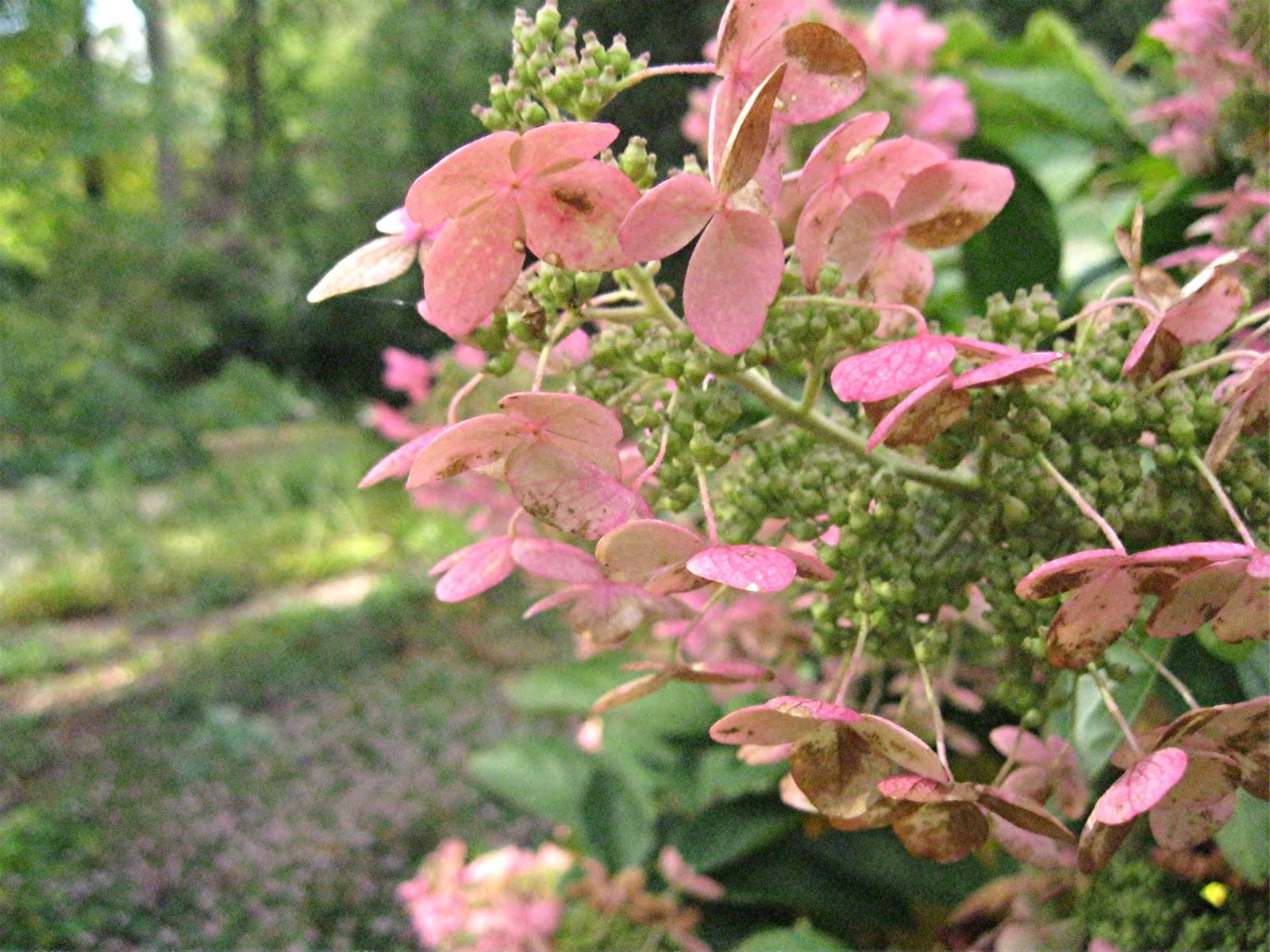Plant Inventory At 20 Timothy Hydrangea Paniculata Panicle
