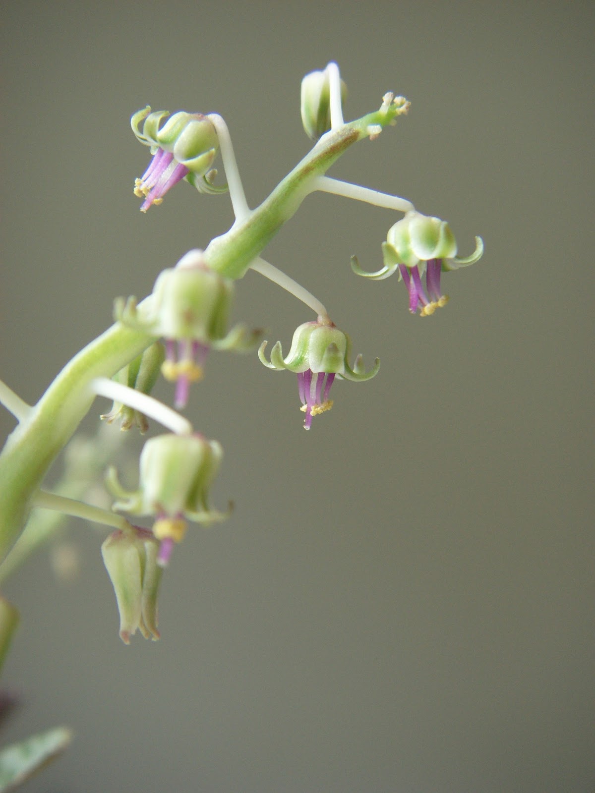 my gardening archive silver squill // wood hyacinth