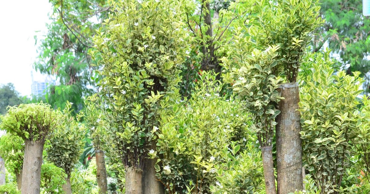 Mekar Jaya Flora Pohon Anting Putri