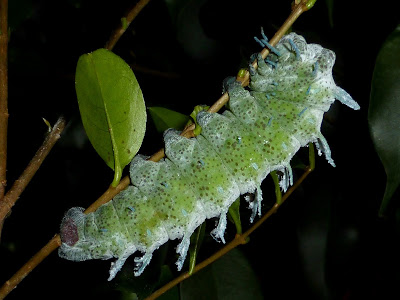 Attacus atlas caterpillar Attacus atlas caterpillar