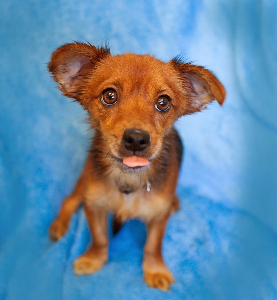Shelter Dogs of Portland "MISSISSIPPI" adorable little Doxie mix