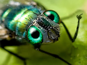 La cabecera extraída de "La mosca verde"