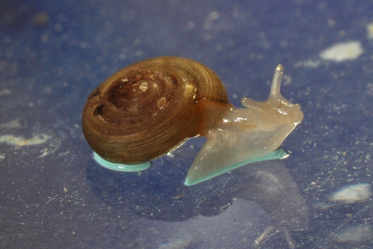 Land Snails and Slugs of Pennsylvania and New York Two Cool Finds at Hickory Run State Park