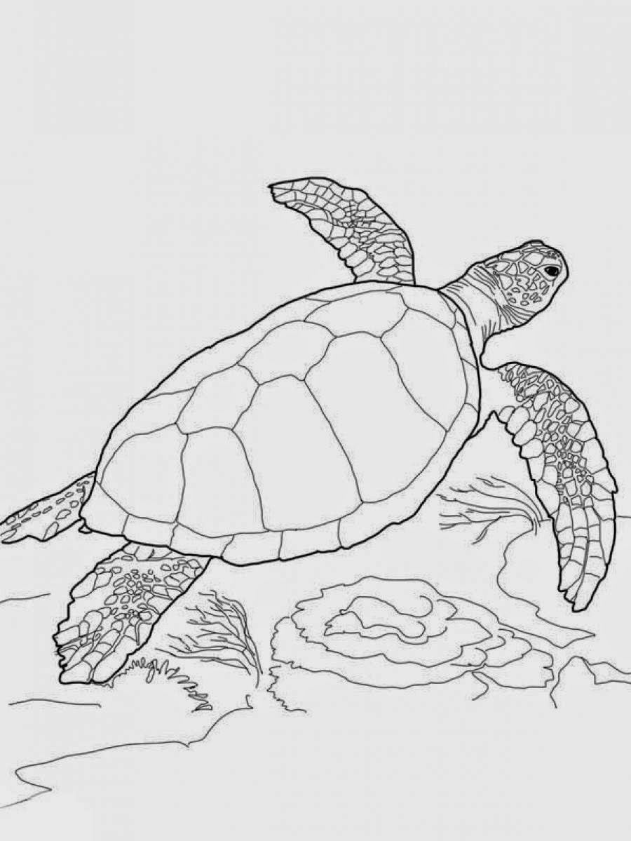 Coloring Pages: Turtles Free Printable Coloring Pages