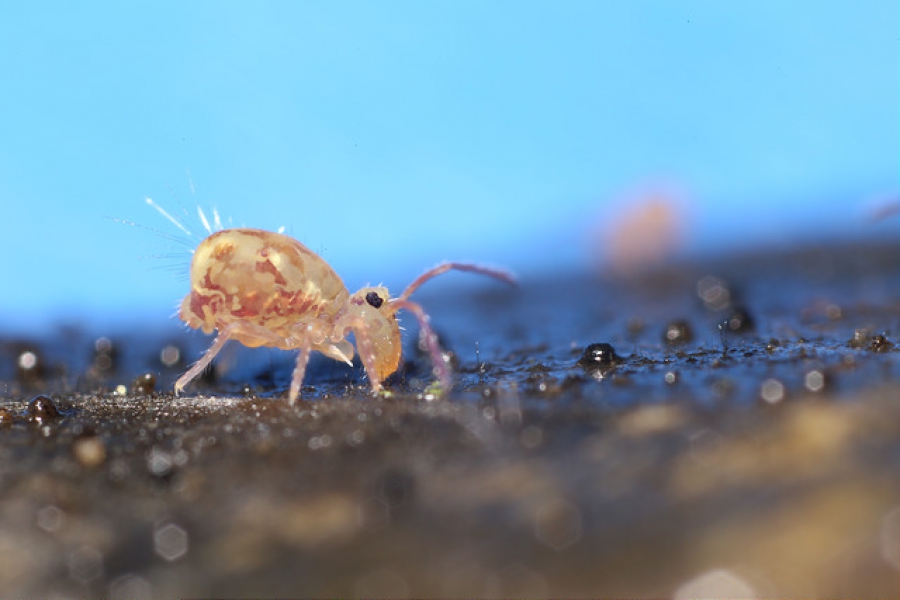 Plaga del mes de septiembre