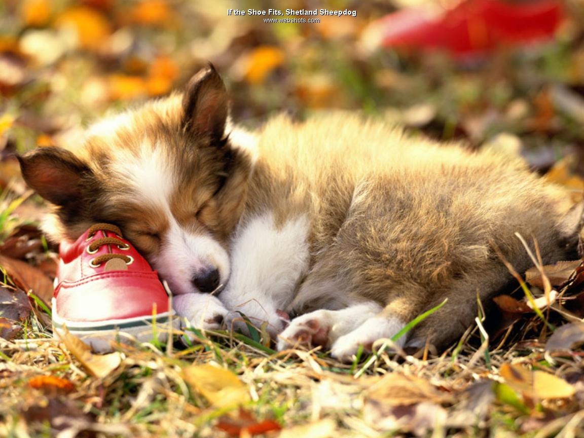 Wallpaper Desk : Dogs wallpapers, dog wallpaperWallpaper Desk