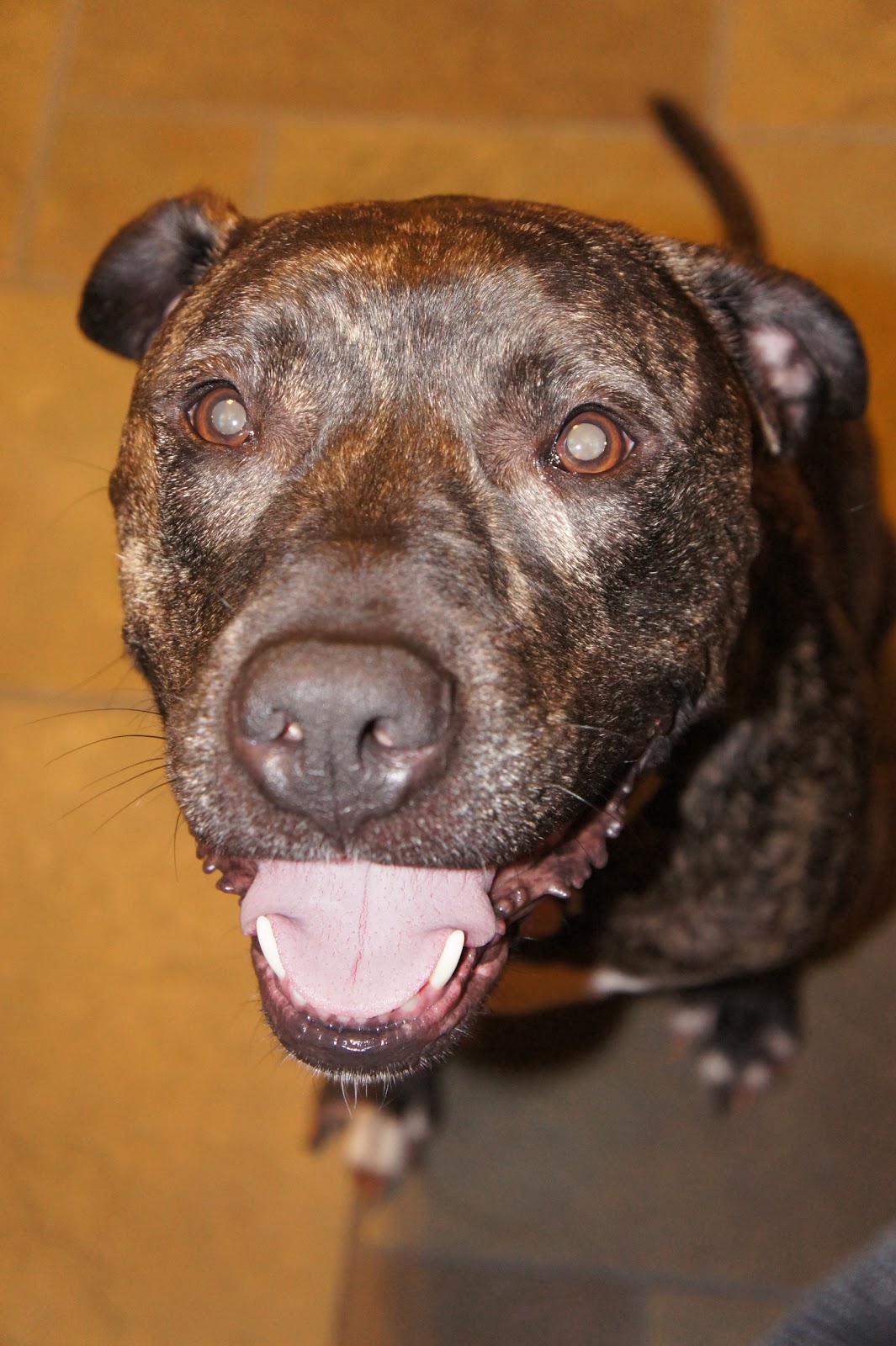 A Dog Named Hank friendliest dog in the world!