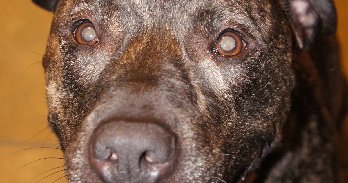 A Dog Named Hank friendliest dog in the world!