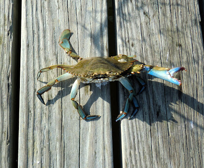 Janes Island State Park Blue Crab Janes Island State Park Blue Crab