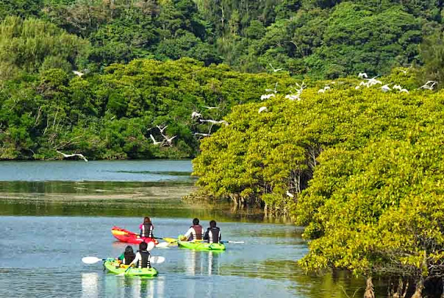 river, kayaks,birds,eco-tourists,mangrove forest