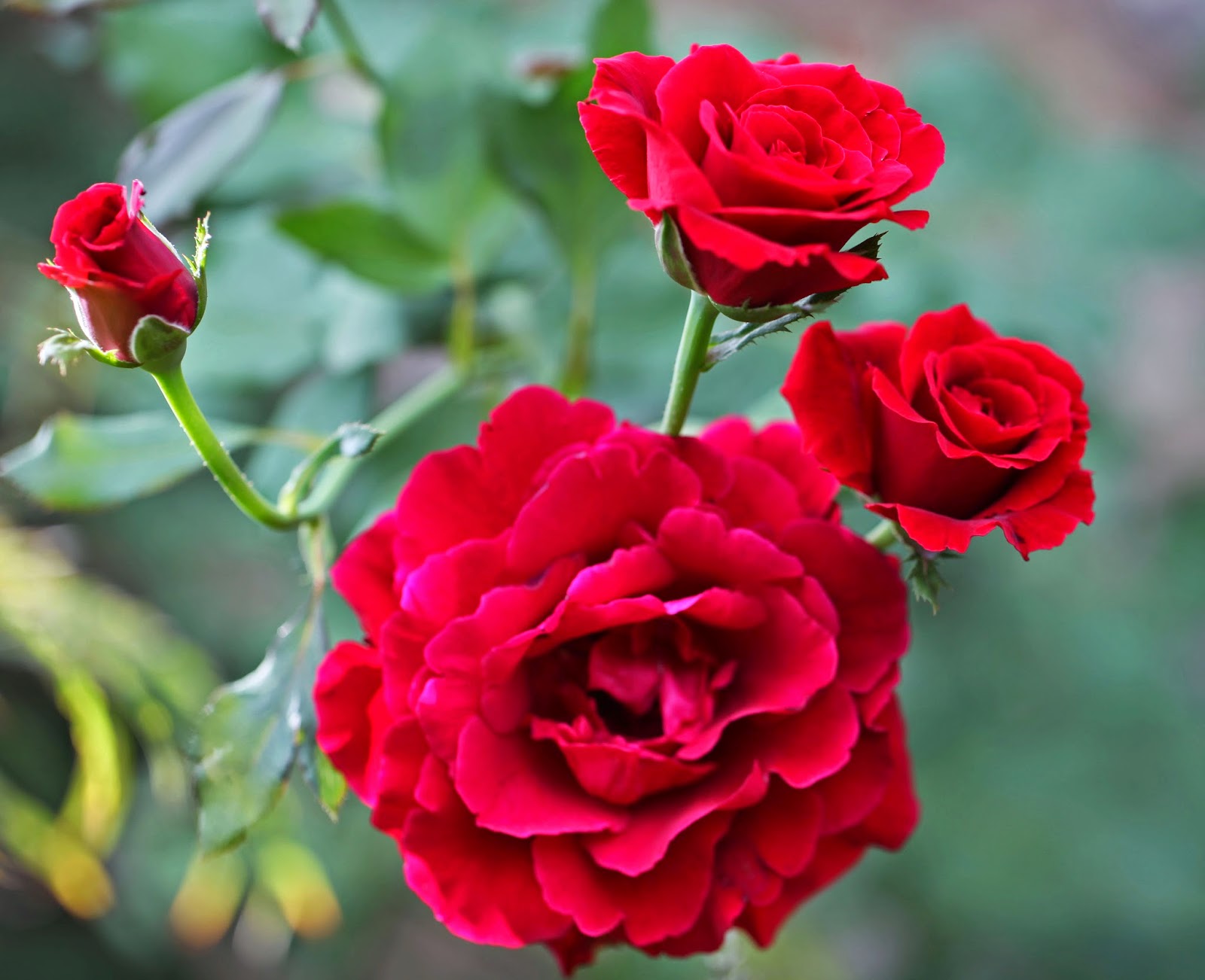 Rose Rose