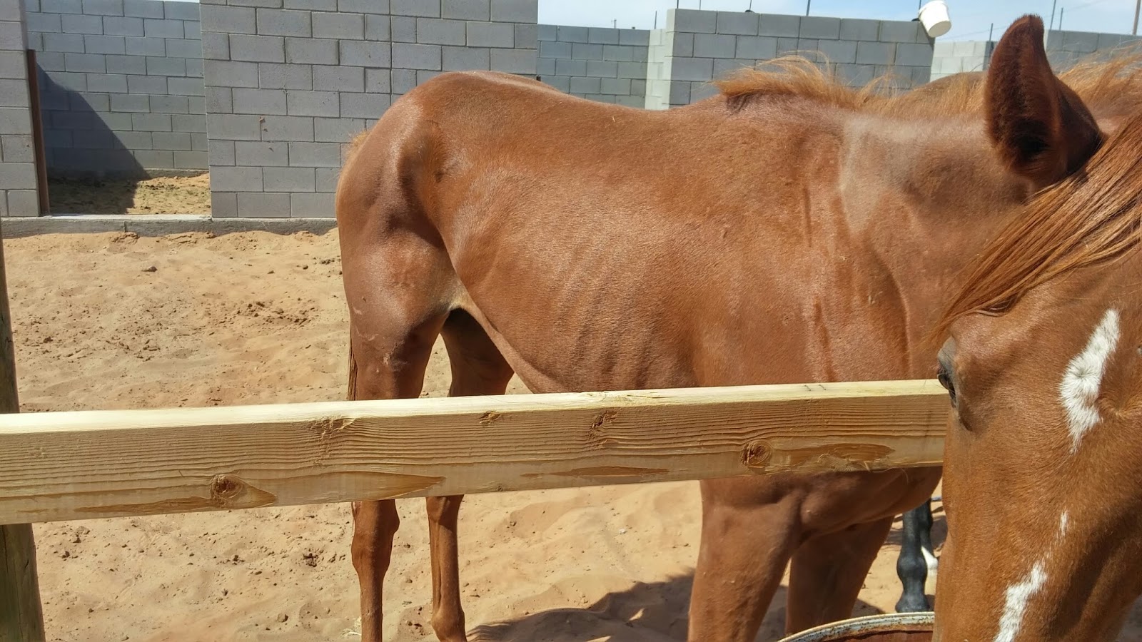 Functional Horsemanship Horse Abuse