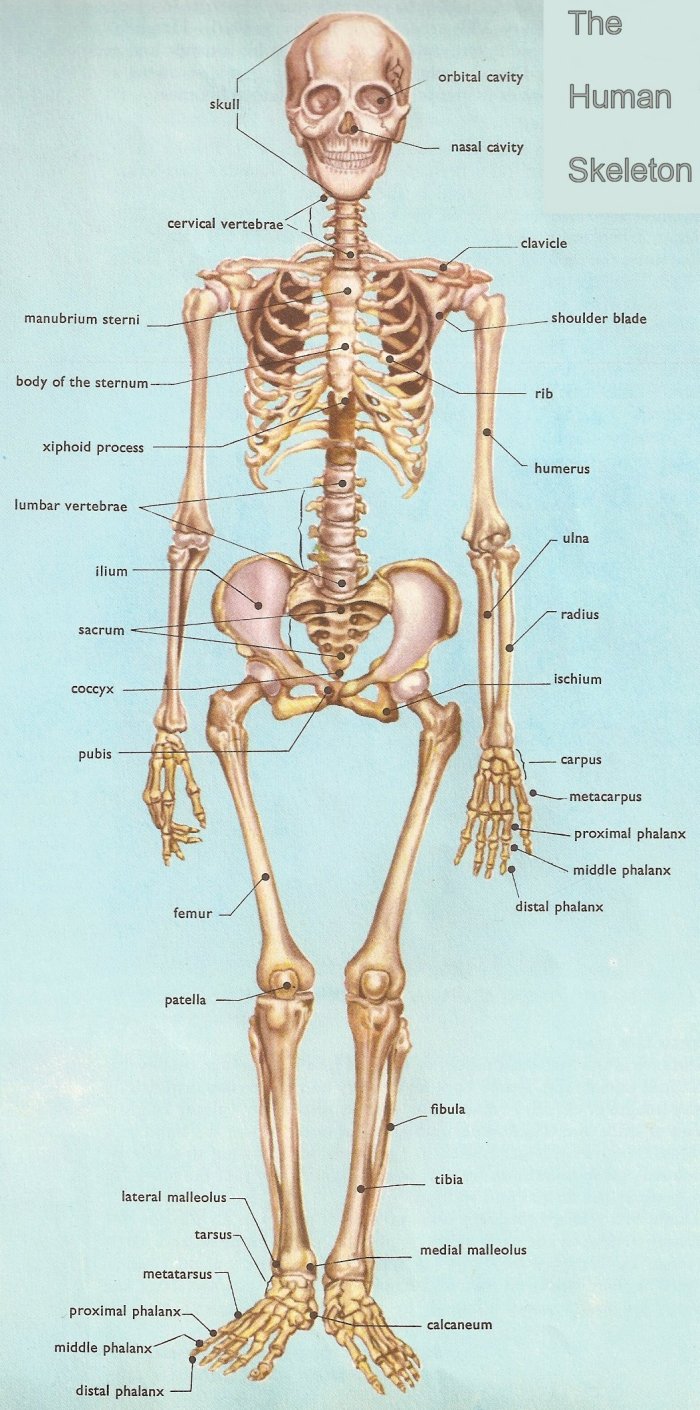 human bones structure | Diabetes Inc.