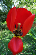 I NOSTRI FIORI DI PASQUA (basv )