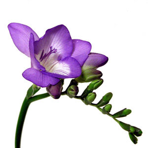 flowers for flower lovers freesia flowers pictures flowers for flower lovers freesia flowers pictures