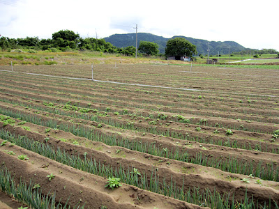 naganegi