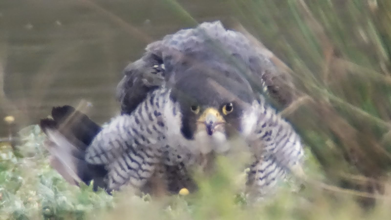 Peregrine