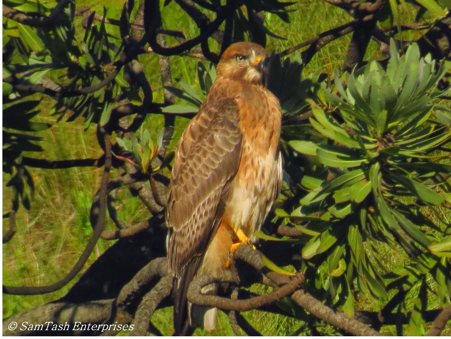 Raptor at Lotheni