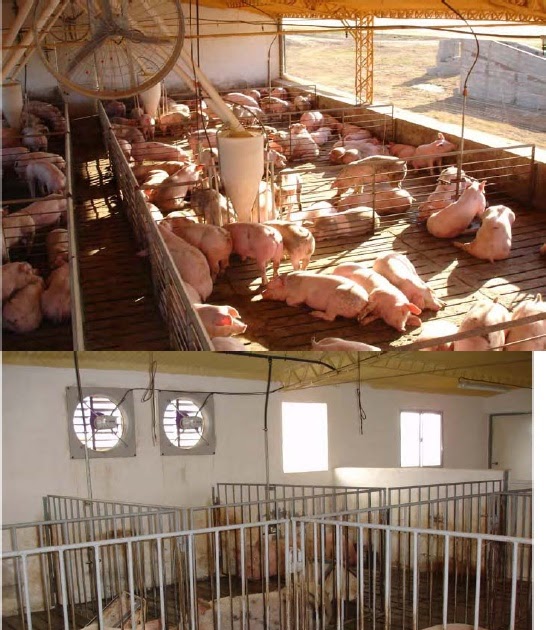 TSU AGROALIMENTARIA: MANEJO DE CERDOS