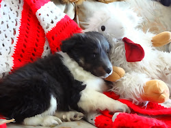 Tri Sheltie puppy with sheep