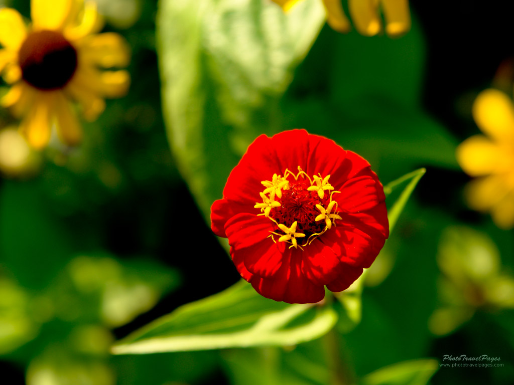 World's Beautiful things around us ! Beautiful flowers across the world