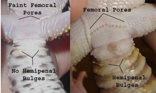 How to sex a leopard gecko pics 54