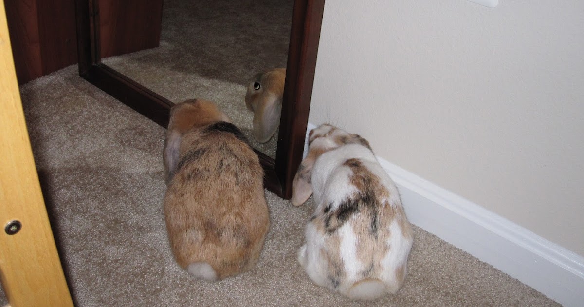 mimicry pet rabbit