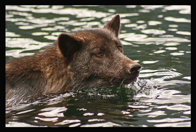 The Sea Wolves [1910]