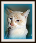 10/17/11Tuxedo Cats, Torties, Tabbies on Deathrow. Please Adopt, Rescue, Sponsor, Pray For Cats at