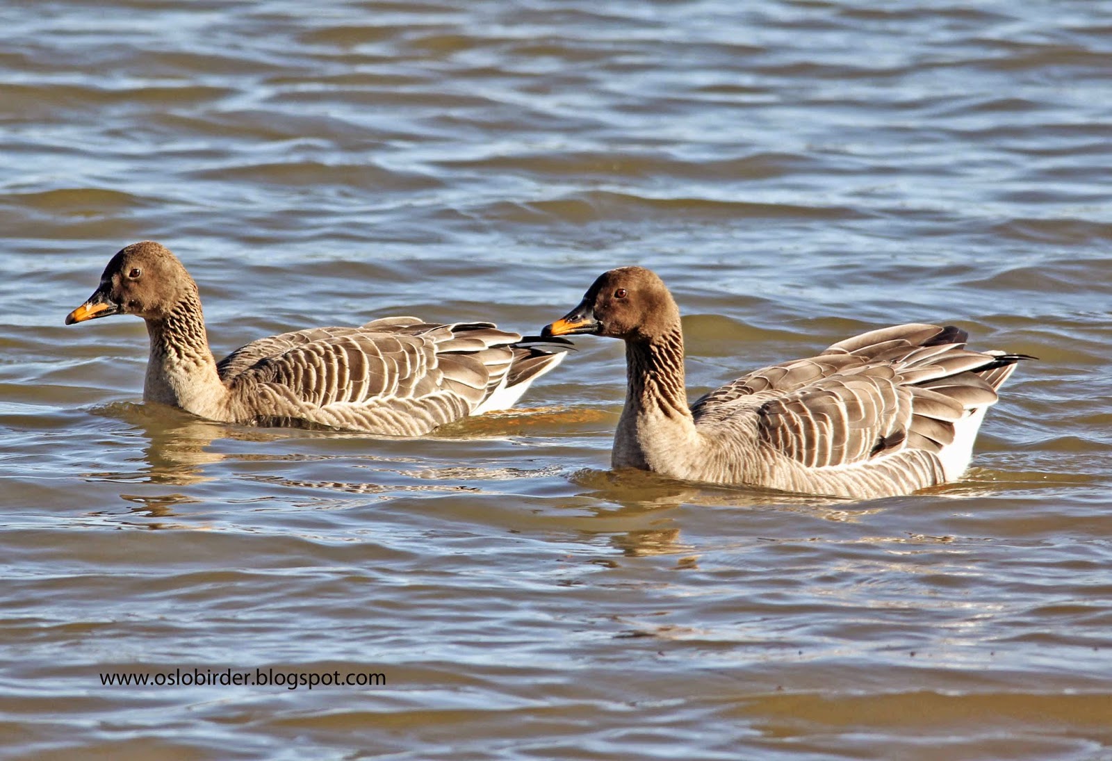 OSLO BIRDER Fantastic day with the Scottish Bean Geese