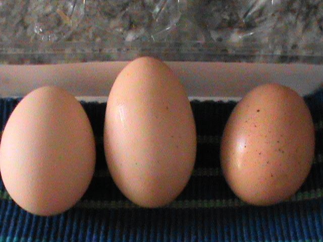 long egg