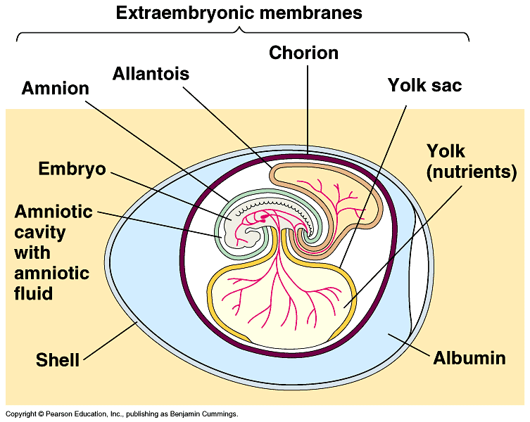 external fertilization