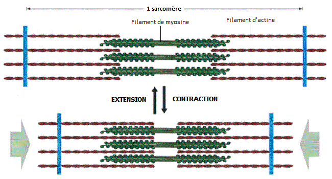 cellule musculaire striée squelettique