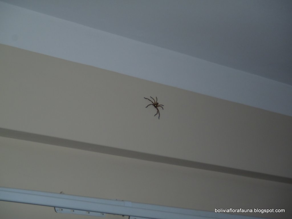 Bolivian Flora Y Fauna Our First Giant Spider