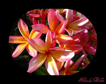 Plumeria