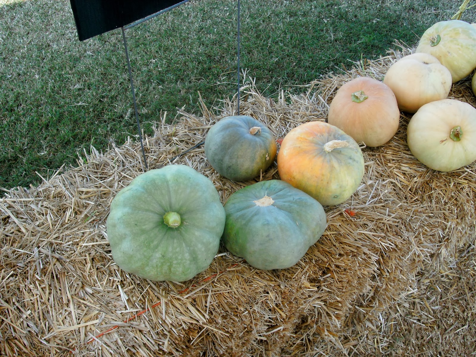 Southern Soul The Pumpkin Patch