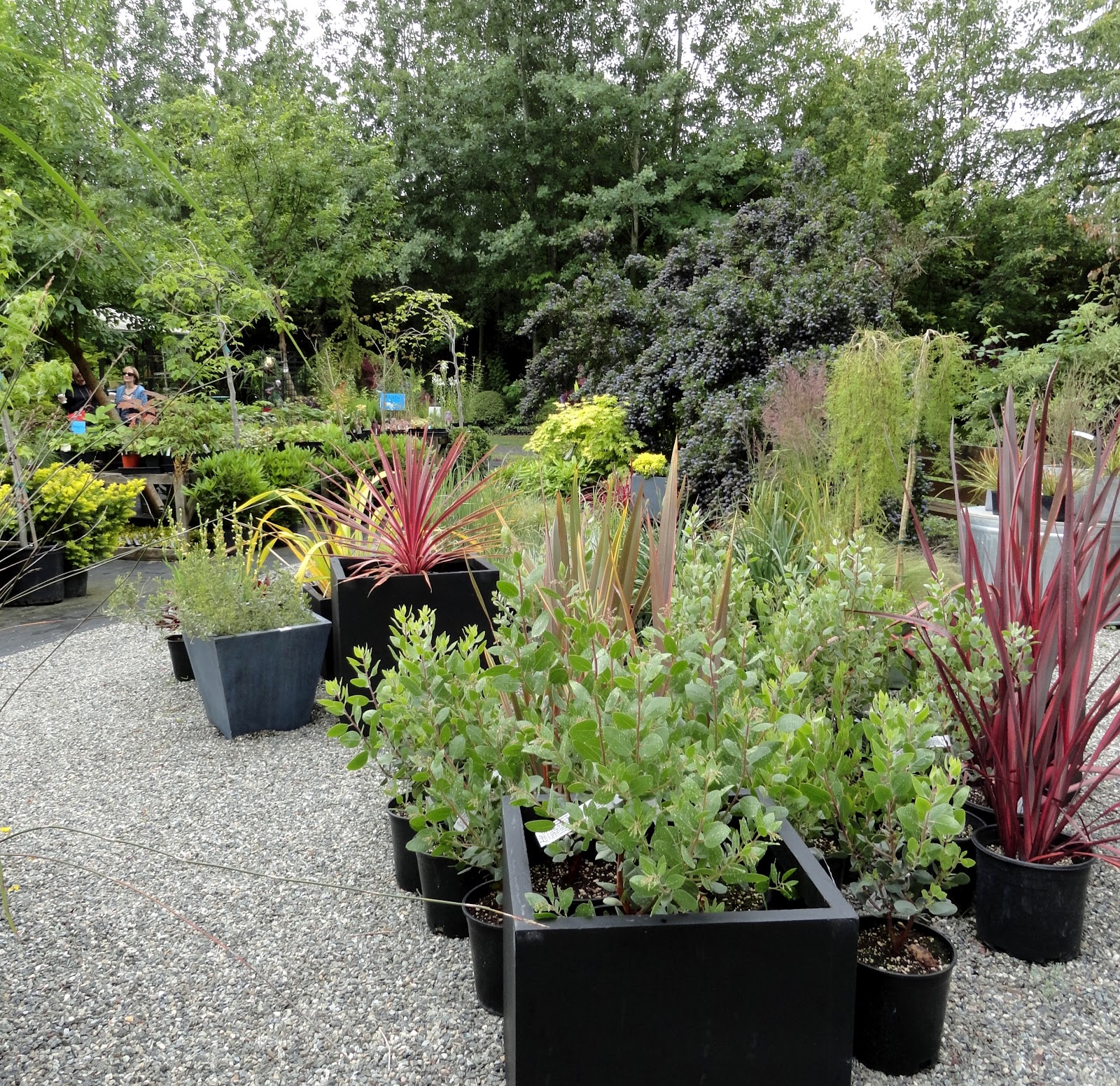 danger garden Doing the Kitsap Peninsula so many nurseries, so little