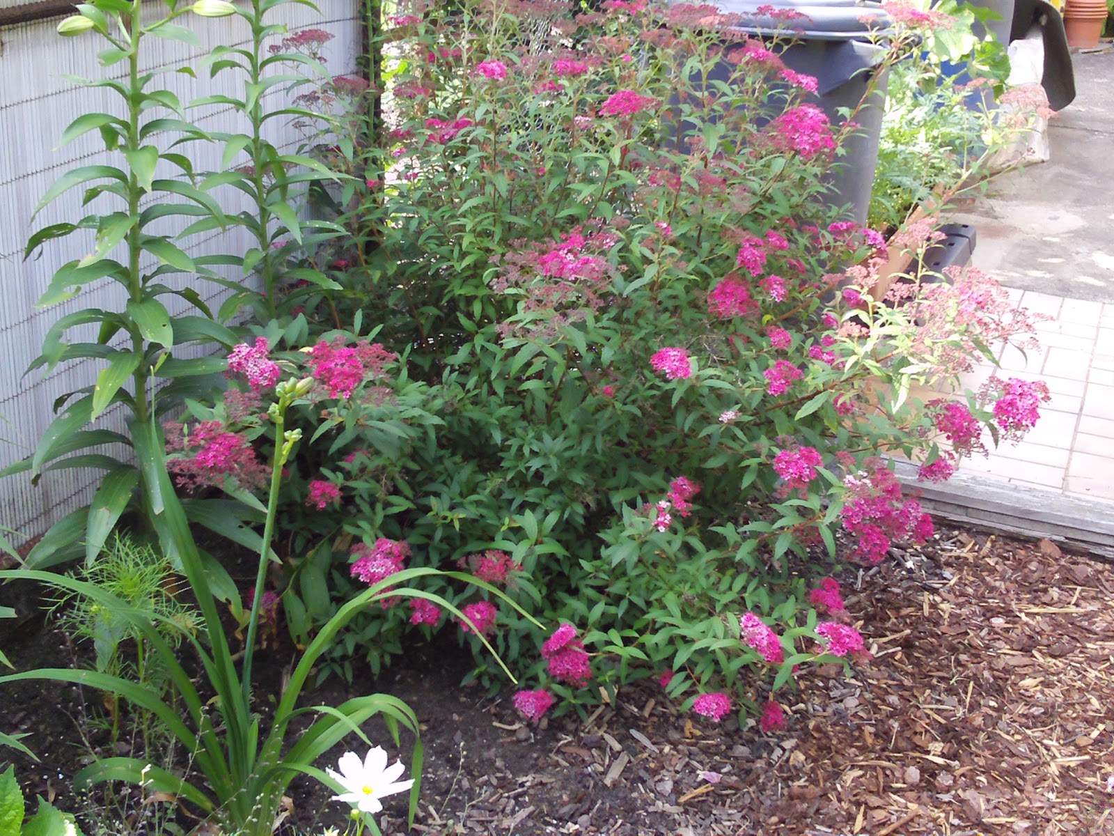 Early American Gardens Plants In Early American Gardens Waterer