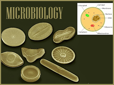 Microbiology PPT