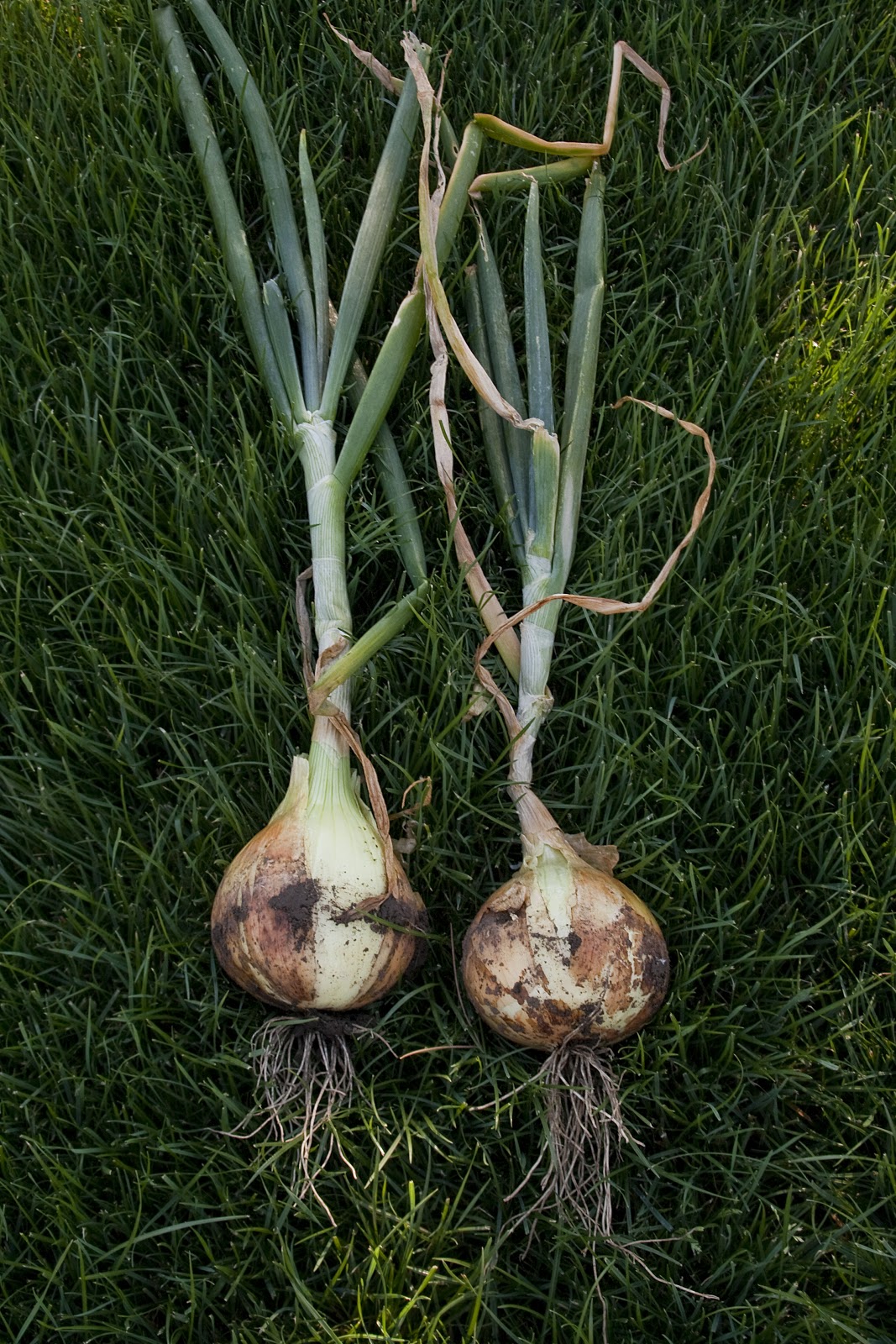 Valley View Nursery Blog: Walla Walla Sweet Onions