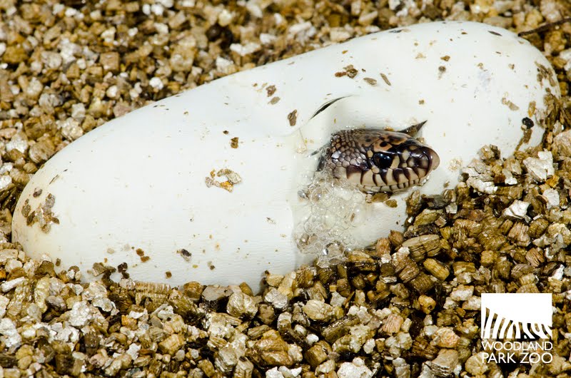 Baby Snakes Hatching
