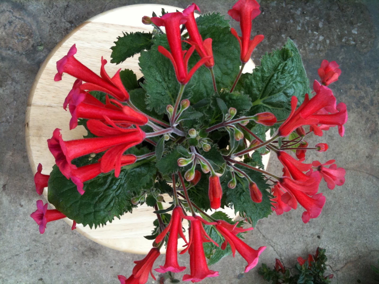 Gary's Specialty Plants October 2012
