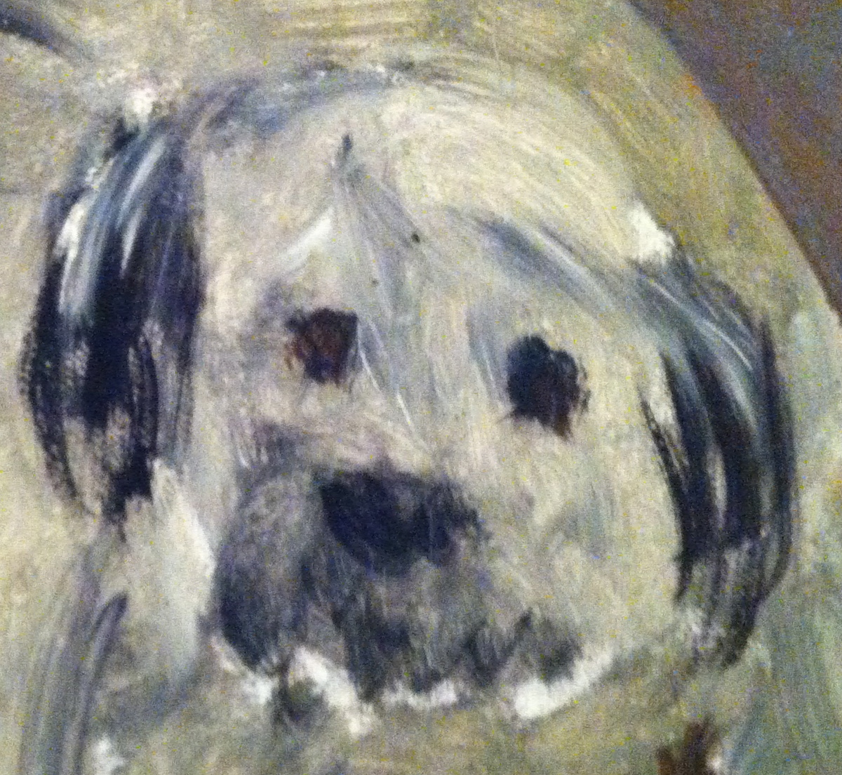 Glass Eye For Dog Cost Glass Eye For Dog Cost
