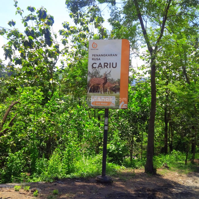 Noni Halimi: Wisata Penangkaran Rusa Cariu, Bogor (One Day Trip)