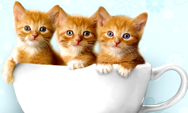 Tahukah Anda Kenapa Kucing Takut Air Dusewa