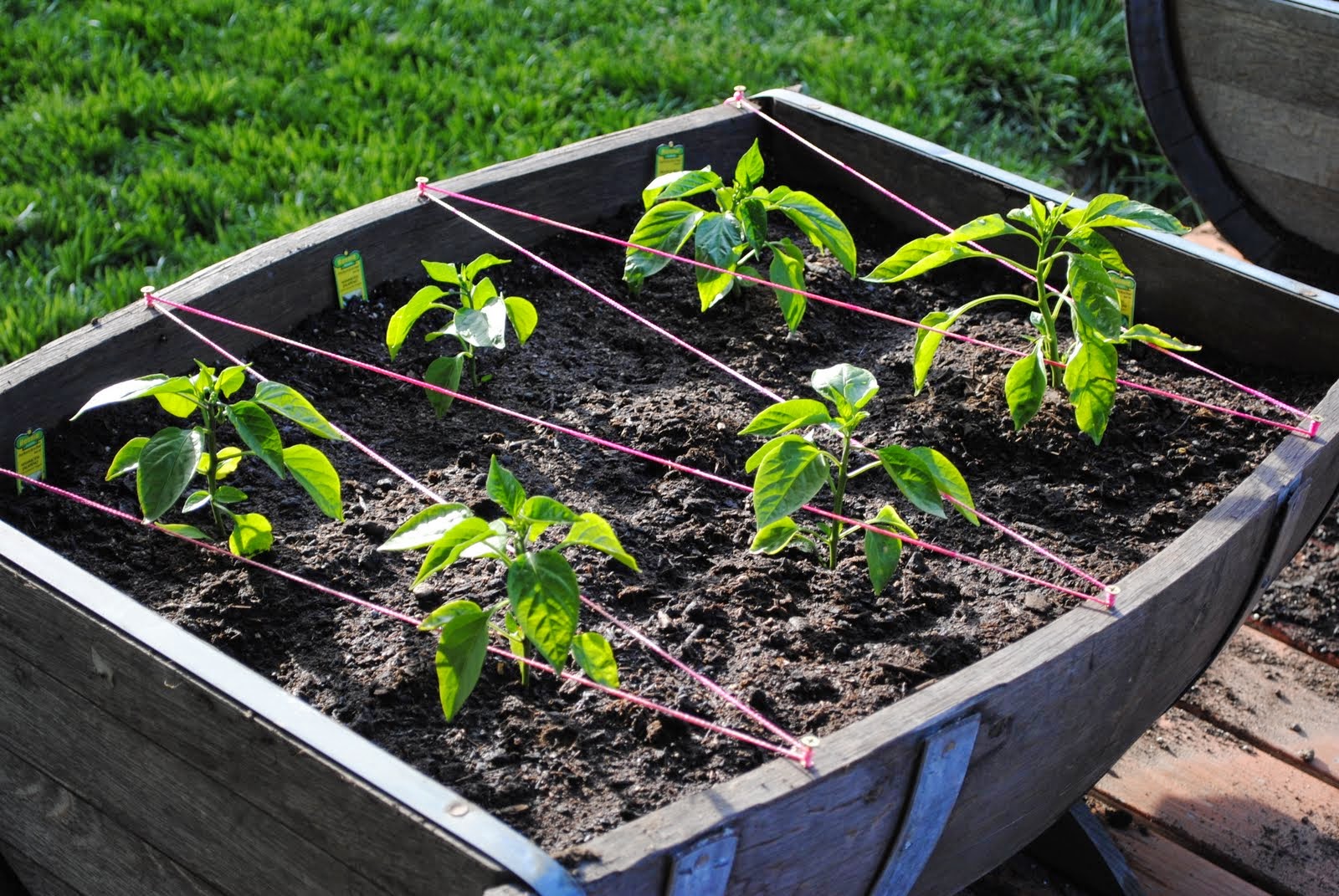 Download How To Garden Jalapenos Gif